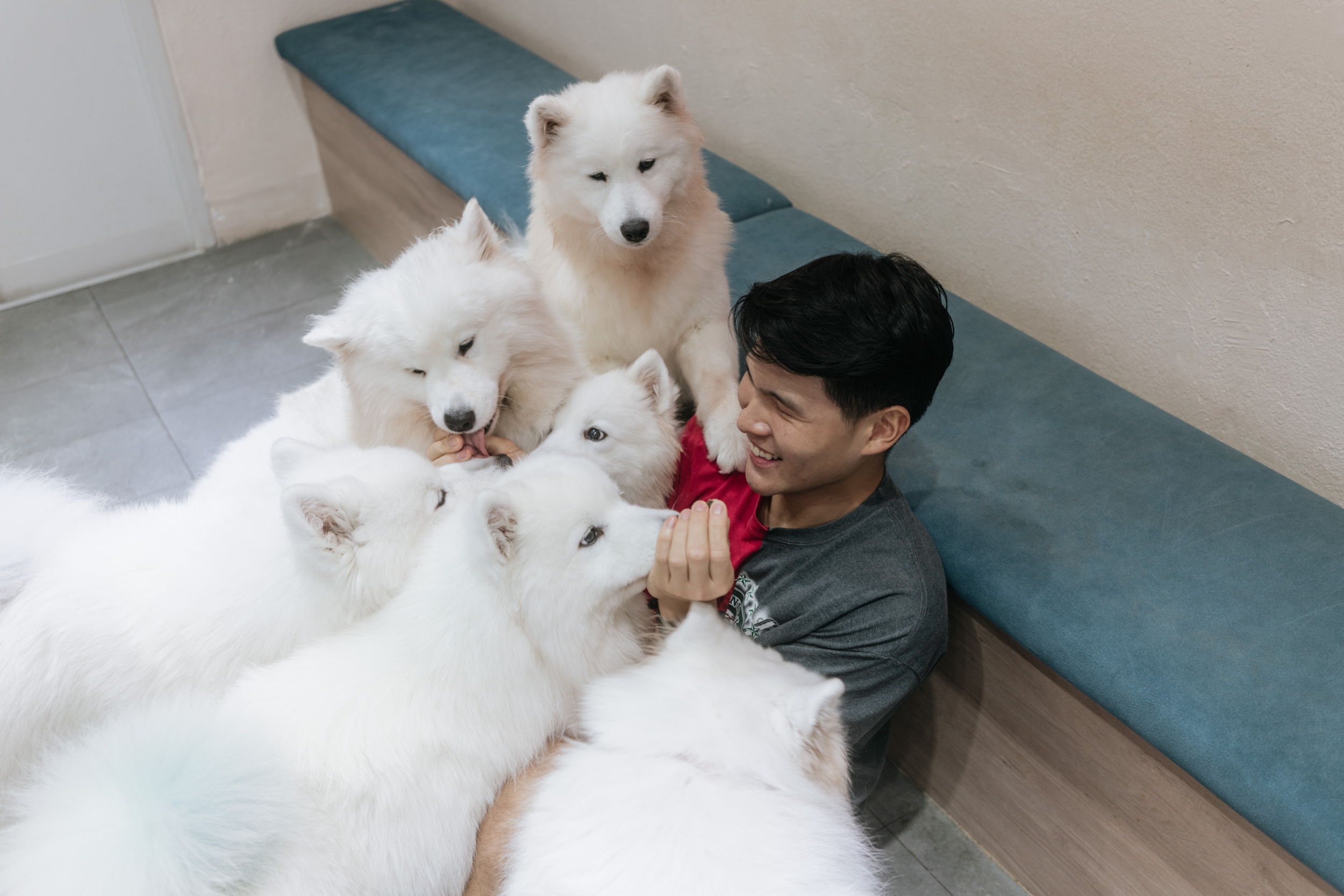 Cuddle Fluffy Samoyed (Dog Cafe) in Singapore