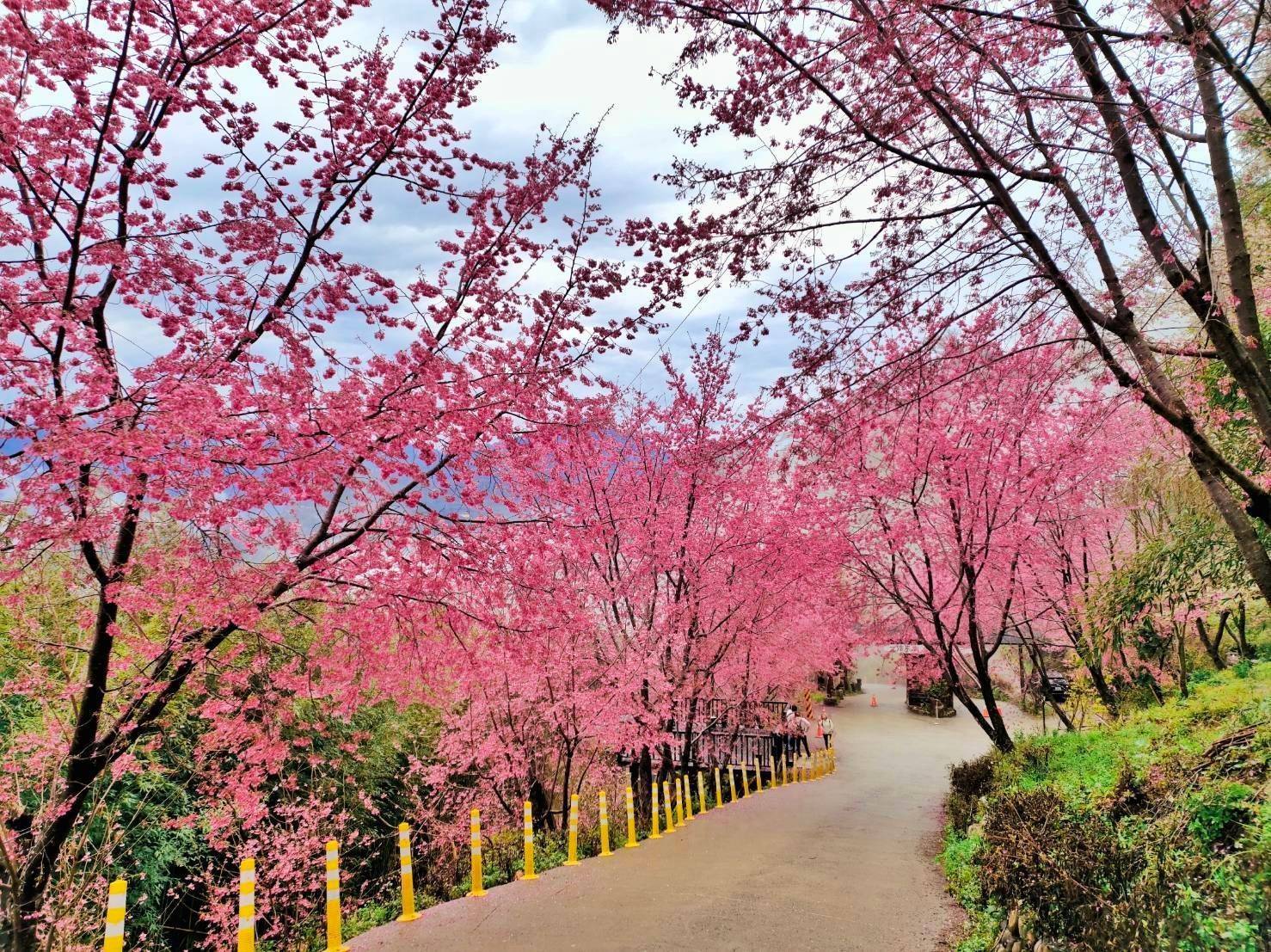 司馬庫斯 & 宇老觀景台 & 合興車站一日遊(台中市區接送)