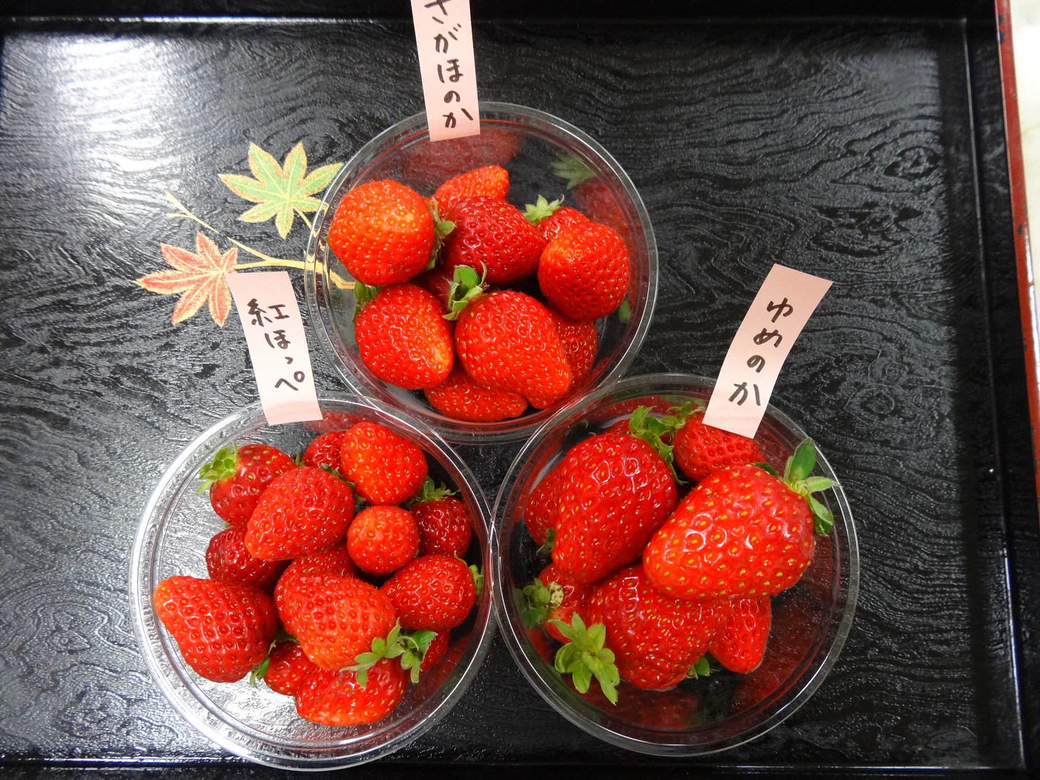 [Wakayama] Wakayama Cherry Blossoms and Strawberry Picking Day Tour