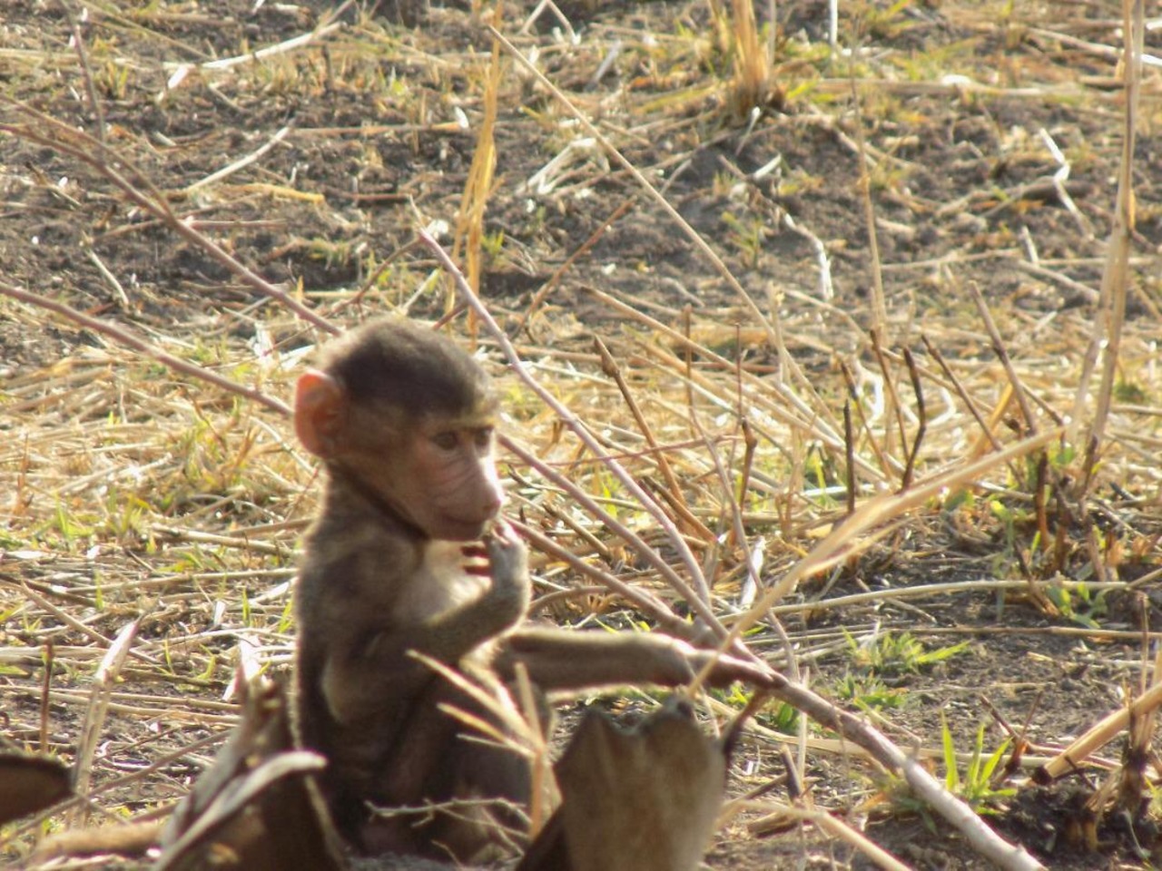 The baby baboon feeding