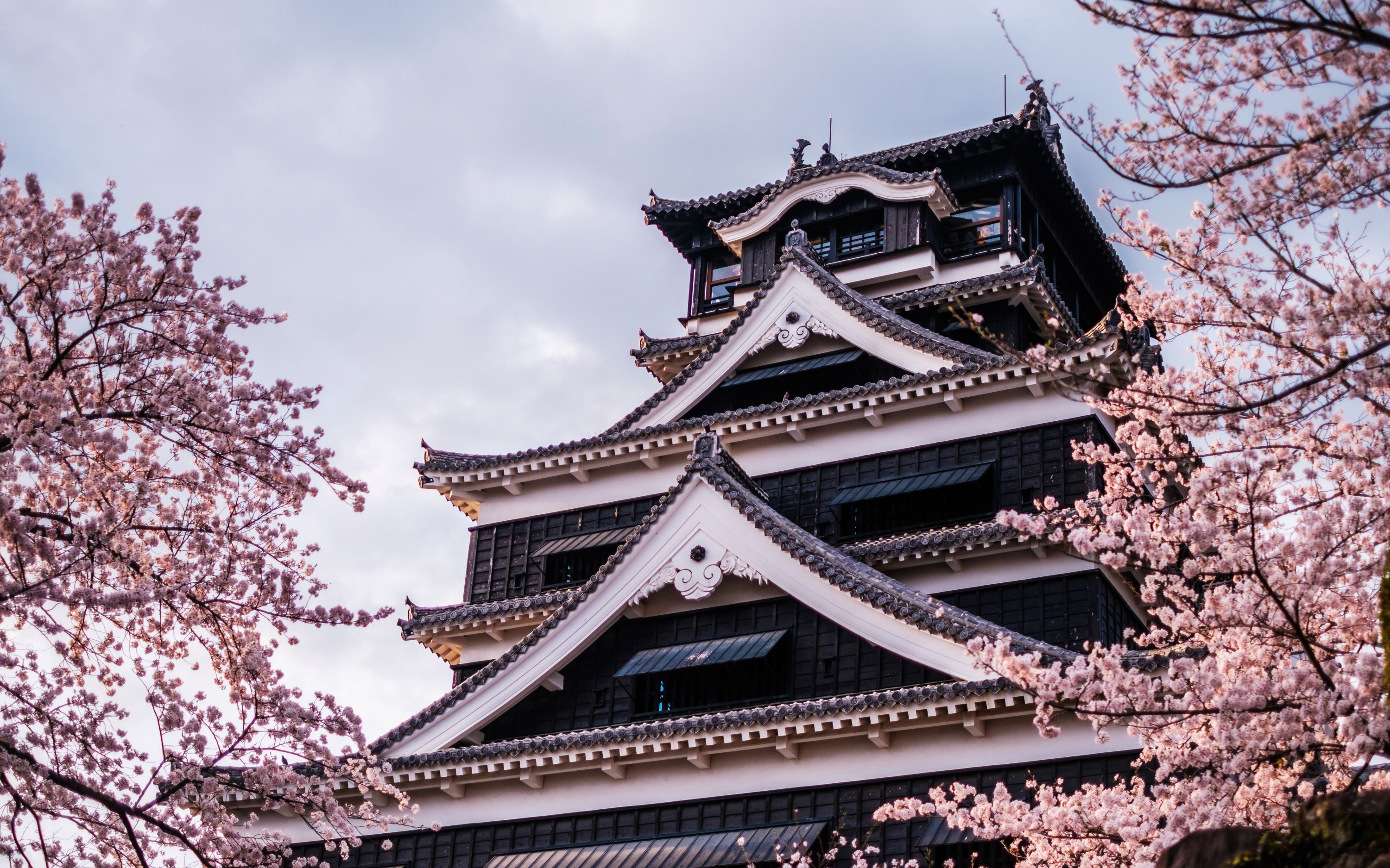 Kumamoto Cherry Blossom Tour from Fukuoka: Castle, Suizenji, Kikuchi