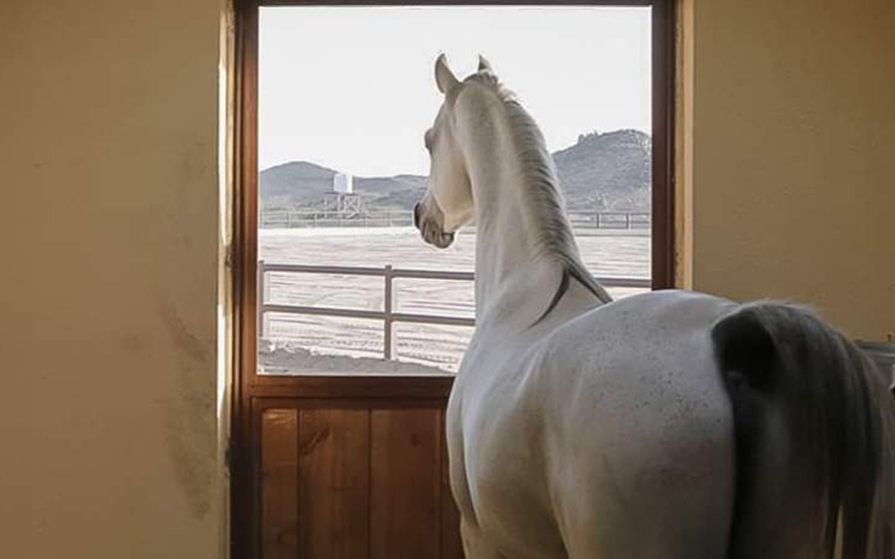 Yazen Ranch Ticket in Jeddah