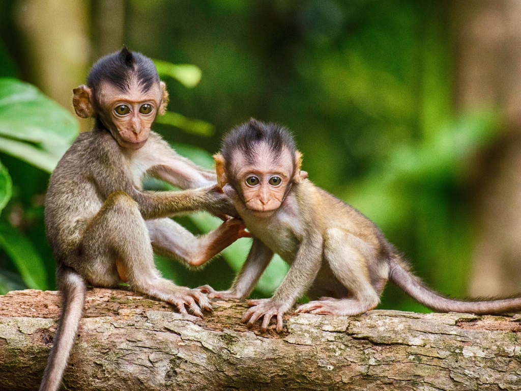 Cochin: 6-Day Private Tour with Munnar, Thekkady & Alleppey