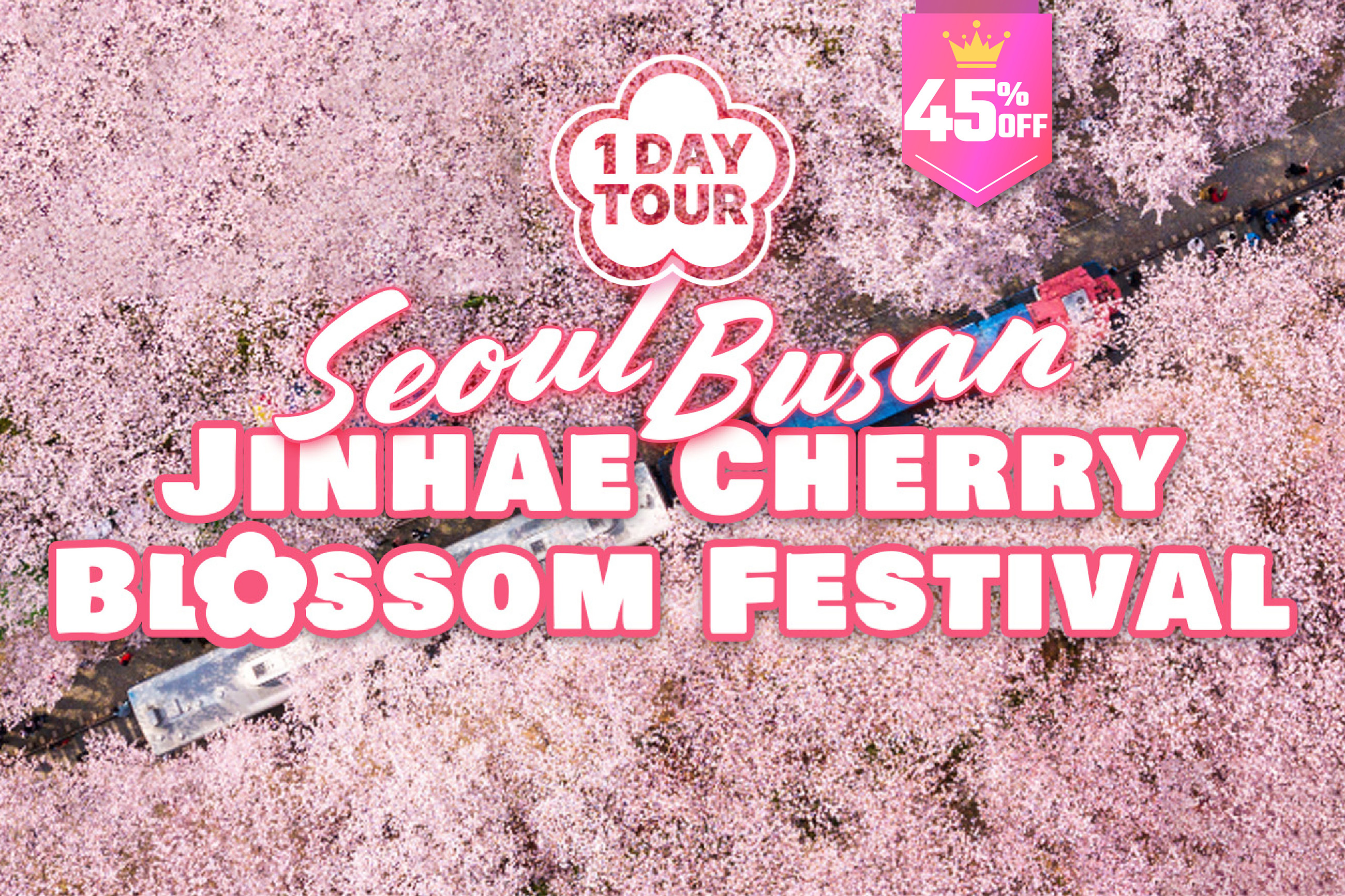 Jinhae Cherry Blossom Festival Day Tour from Seoul & Busan