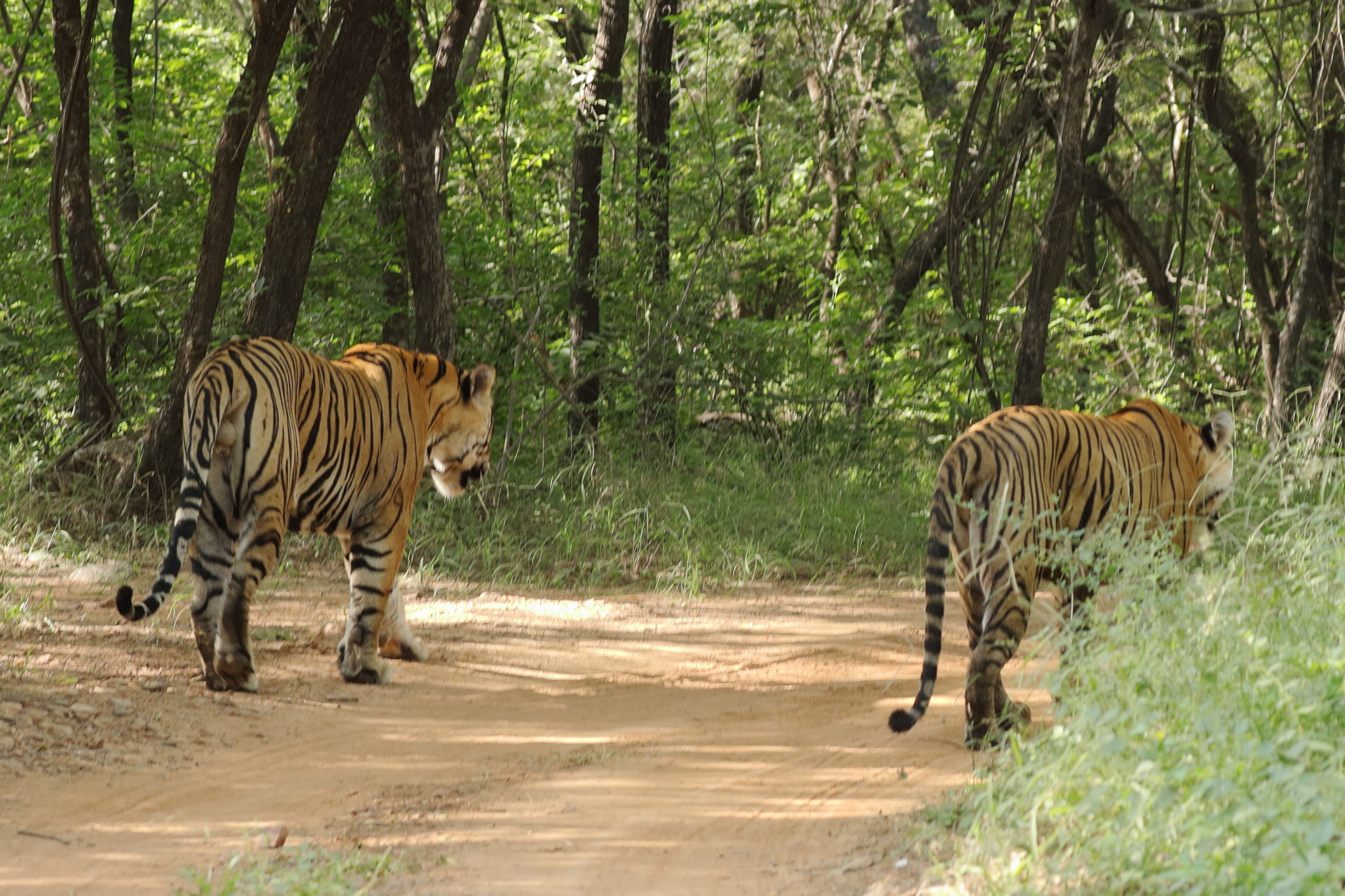 6 天金三角私人旅遊（Ranthambore）