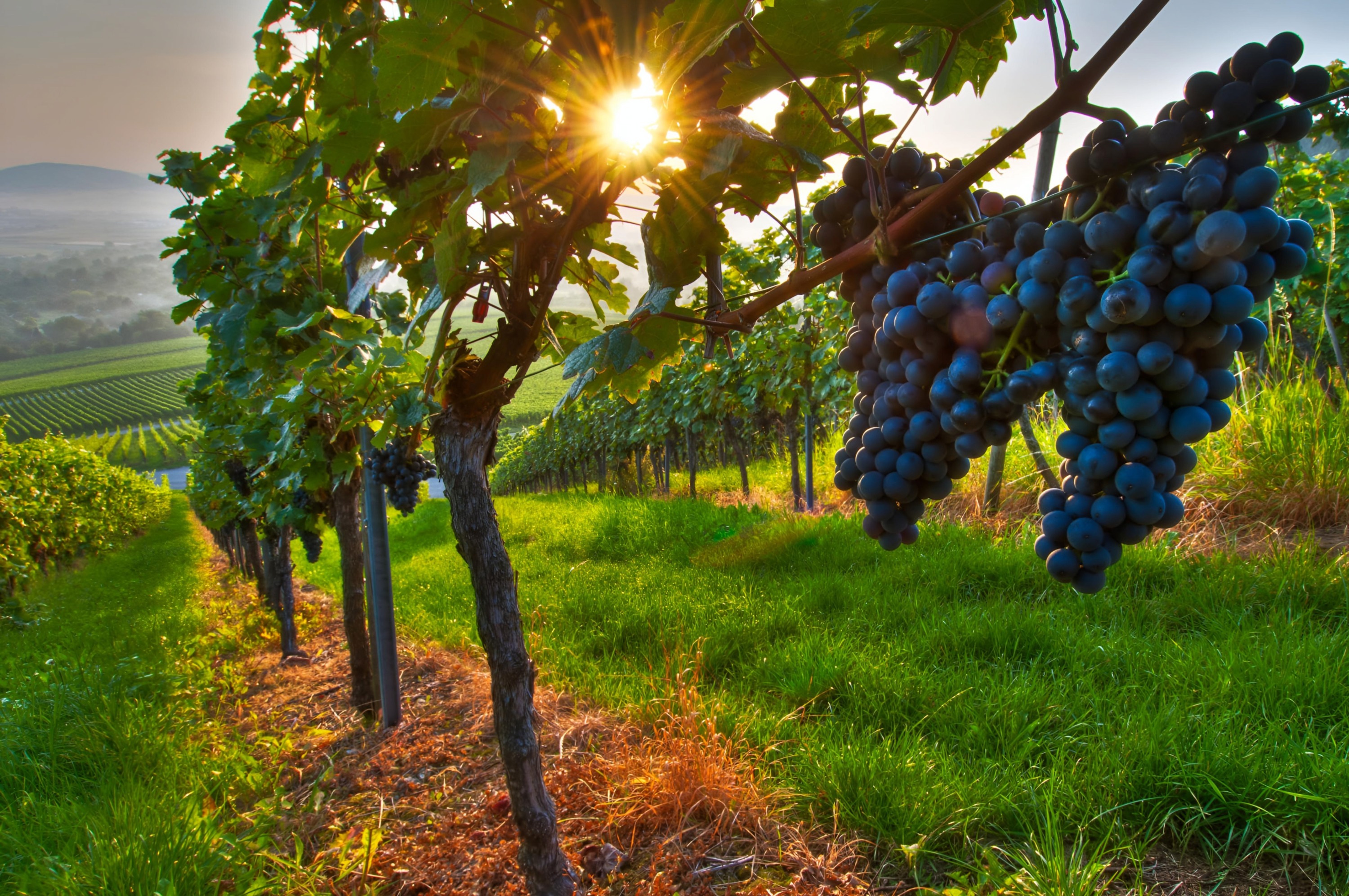 Tbilisi: Kakheti, Signaghi, & Chateau Tour with Wine Tasting