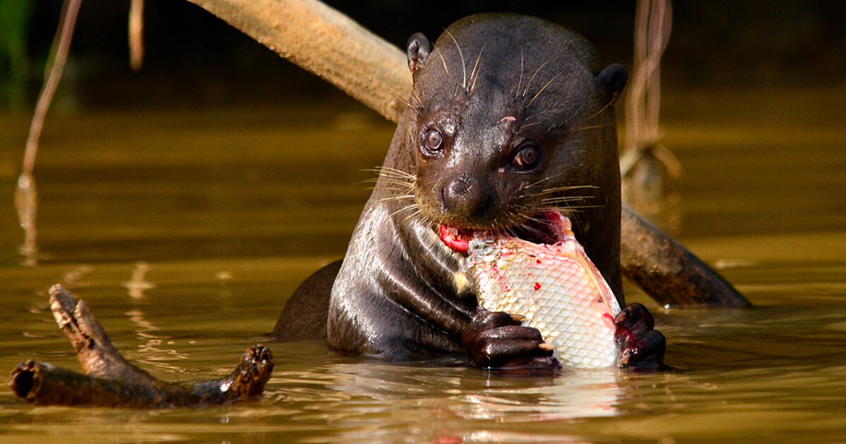 Manu National Park Tours 4 Days