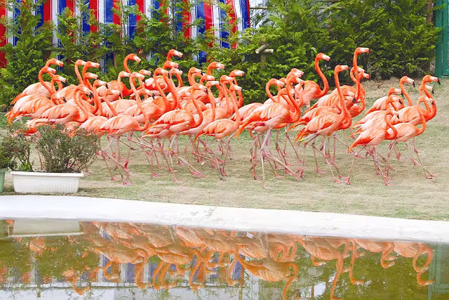 Tohoku Safaripark Admission Ticket