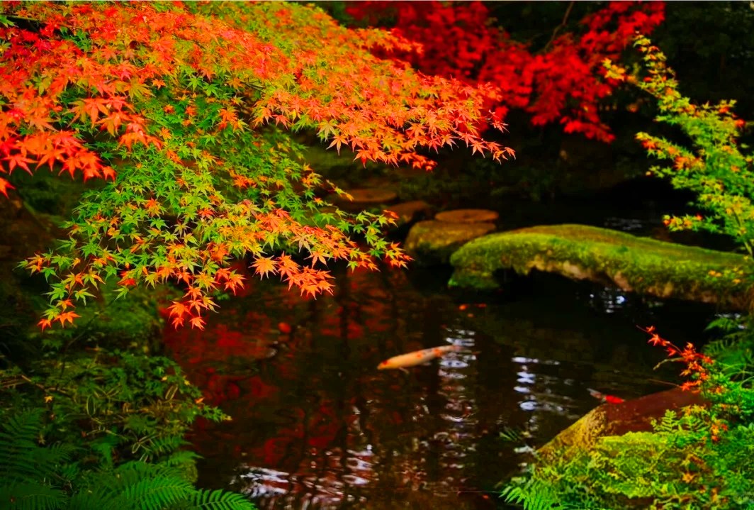 Kyoto Summer Cooling Tour ▏Rurikoin Temple/Nanzenji Temple & Sanzenin Temple & Kifune Shrine Hiking Day Tour (Depart from Osaka/Kyoto)