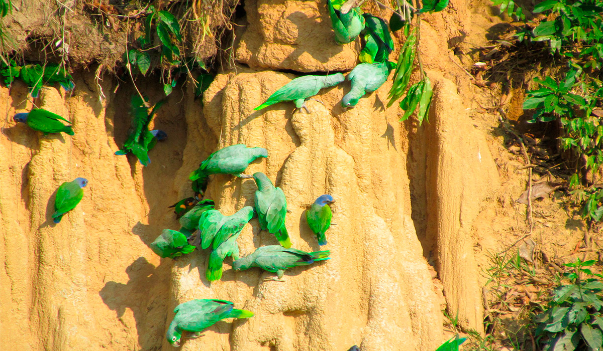 Manu Jungle Expeditions 3 Days