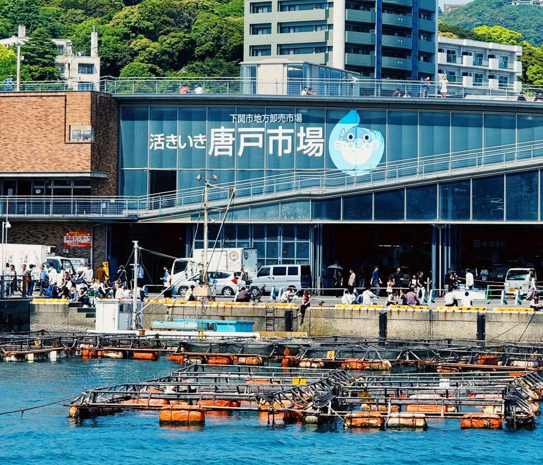 來唐戶市場主要就是吃海鮮,河豚、生魚片、壽司都很常見,整體價格不算特別便宜,但勝在新鮮,體驗感不錯。 來唐戶市場主要就是吃海鮮,河豚、生魚片、壽司都很常見,整體價格不算特別便宜,但勝在新鮮,體驗感不錯。