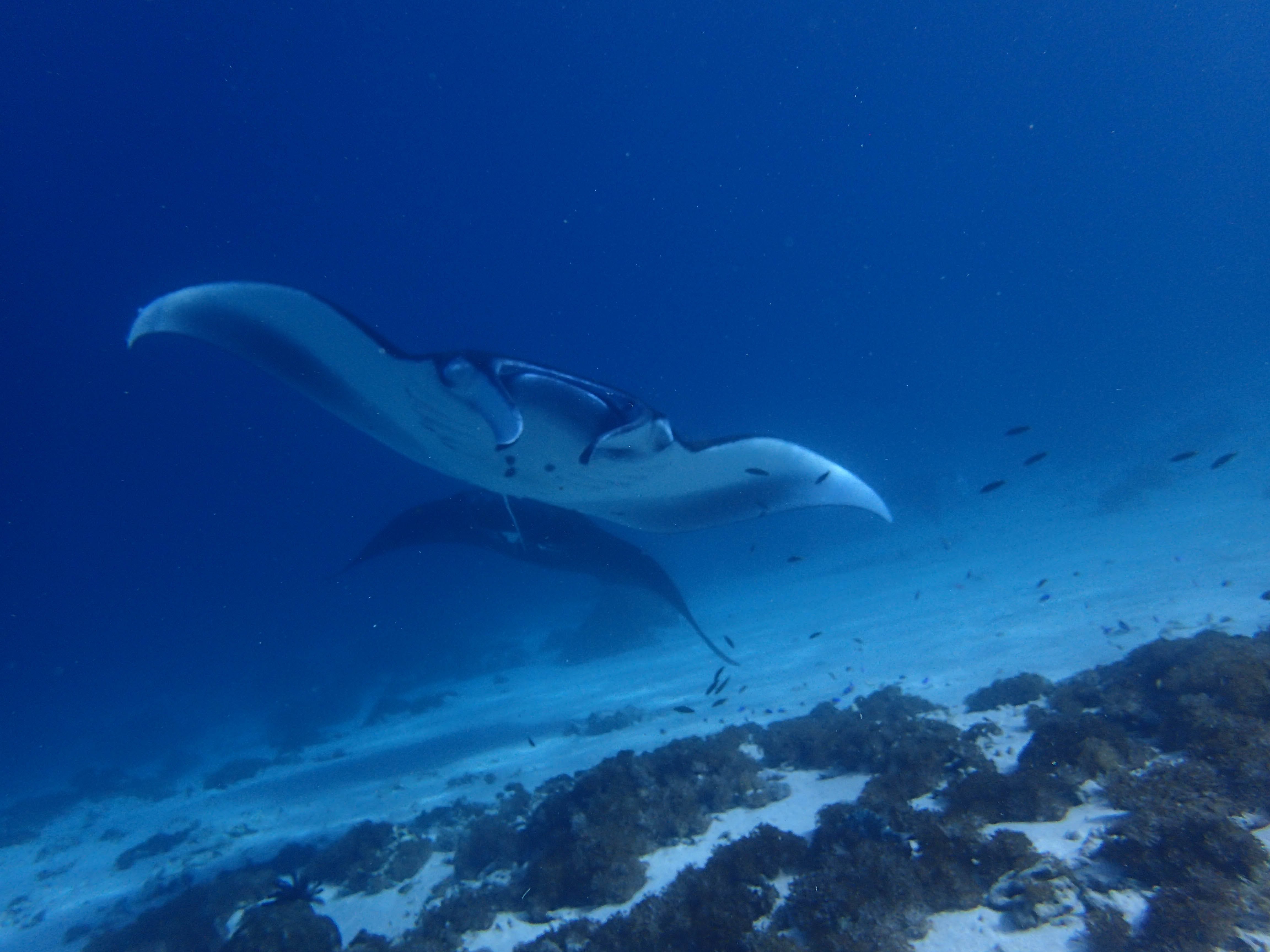 Aquatic Beginnings: Open Water Diver in Komodo with PADI 5* Center