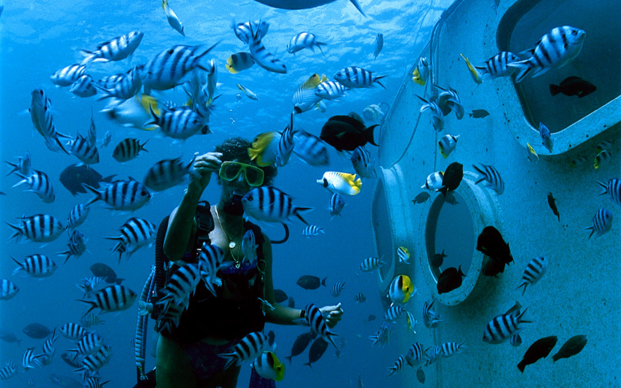 Dolphin Watching Cruise with Underwater Observatory Viewing