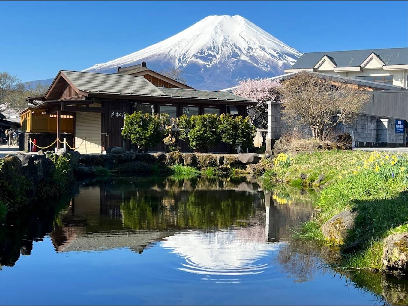 【富士山名勝景點探秘一日遊】西湖療愈之里根場&新倉山公園&河口湖大石公園&忍野八海（東京出發)