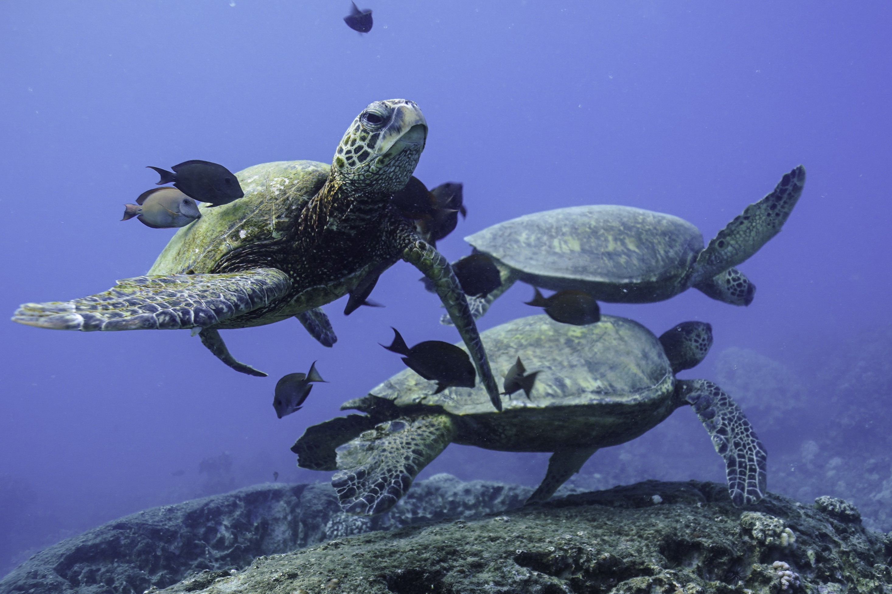 夏威夷基拉韋厄灣浮潛與海豚觀賞 (Kealakekua Bay Snorkel & Dolphin Watch in Hawaii)