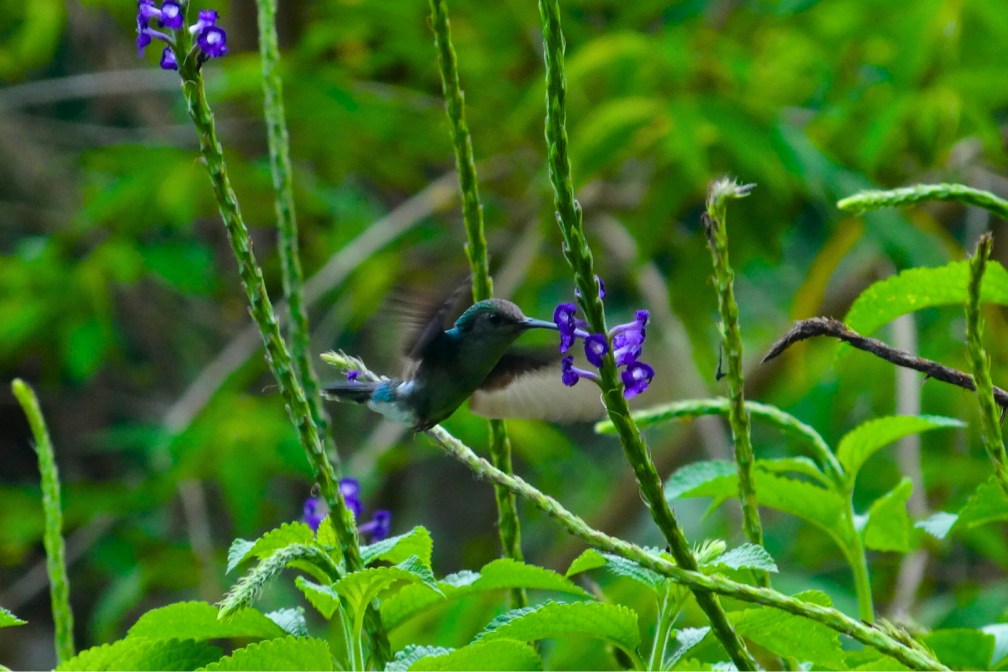 Manu Jungle Tour 5 Days