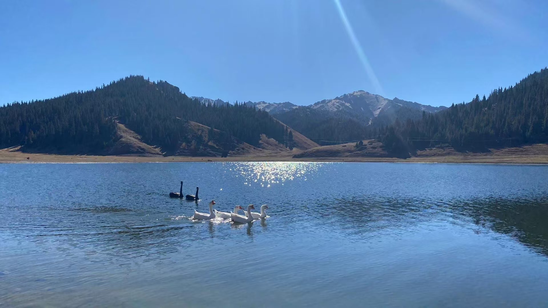 開闊高山湖泊波光粼粼，陽光在水面碎出萬千銀光。湖面兩隻黑天鵝與四隻白鵝結伴遊弋，身後漾開層層水紋，遠處山巒錯落，山林與淺草坡交織，畫面溫柔治癒