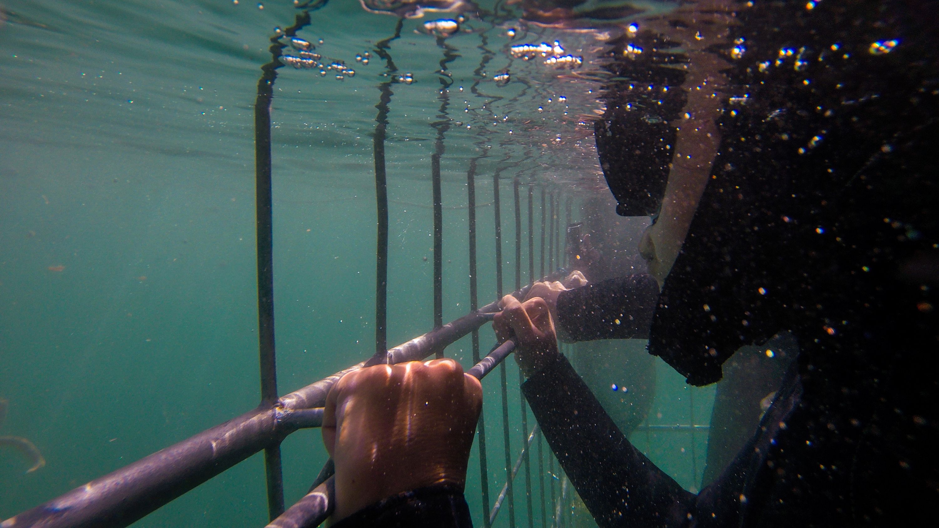 Shark cage diving experience in Cape Town