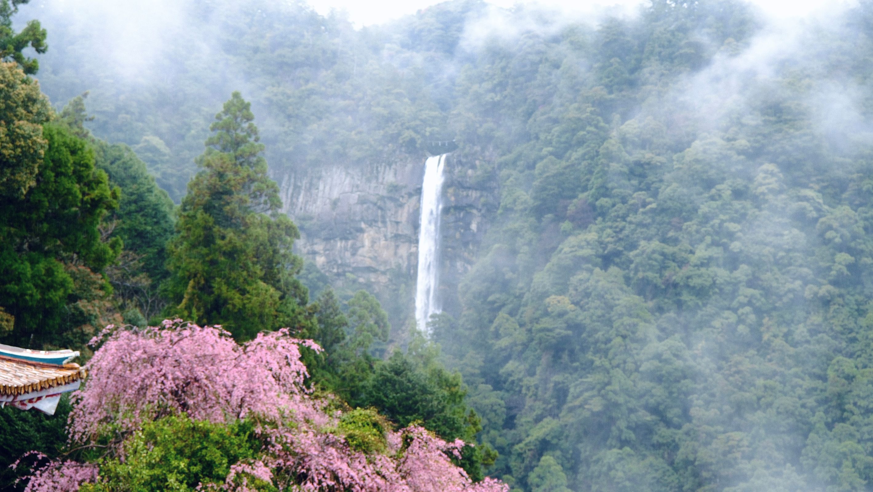 櫻花輕落山間，邂逅那智瀑布的奔流之美。
