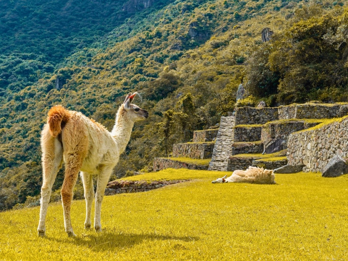 Llama grazing near the ancient Inca terraces.