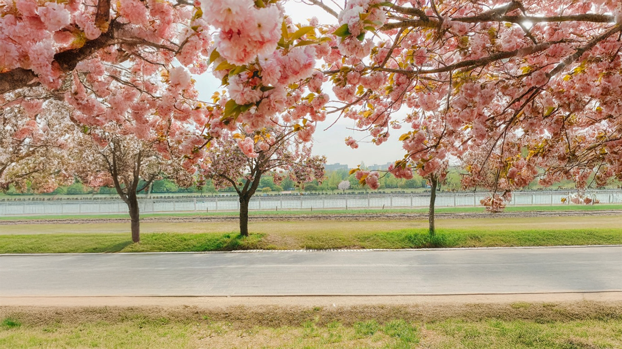春天時,柔美的重瓣櫻花沿著小徑綻放,粉嫩花海如夢似幻。 春天時,柔美的重瓣櫻花沿著小徑綻放,粉嫩花海如夢似幻。