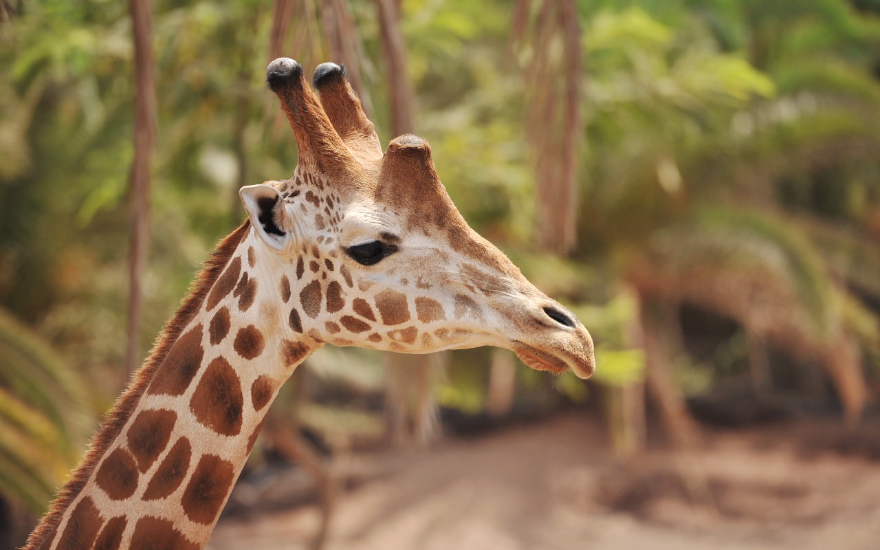 Oasis Wildlife Fuerteventura ticket