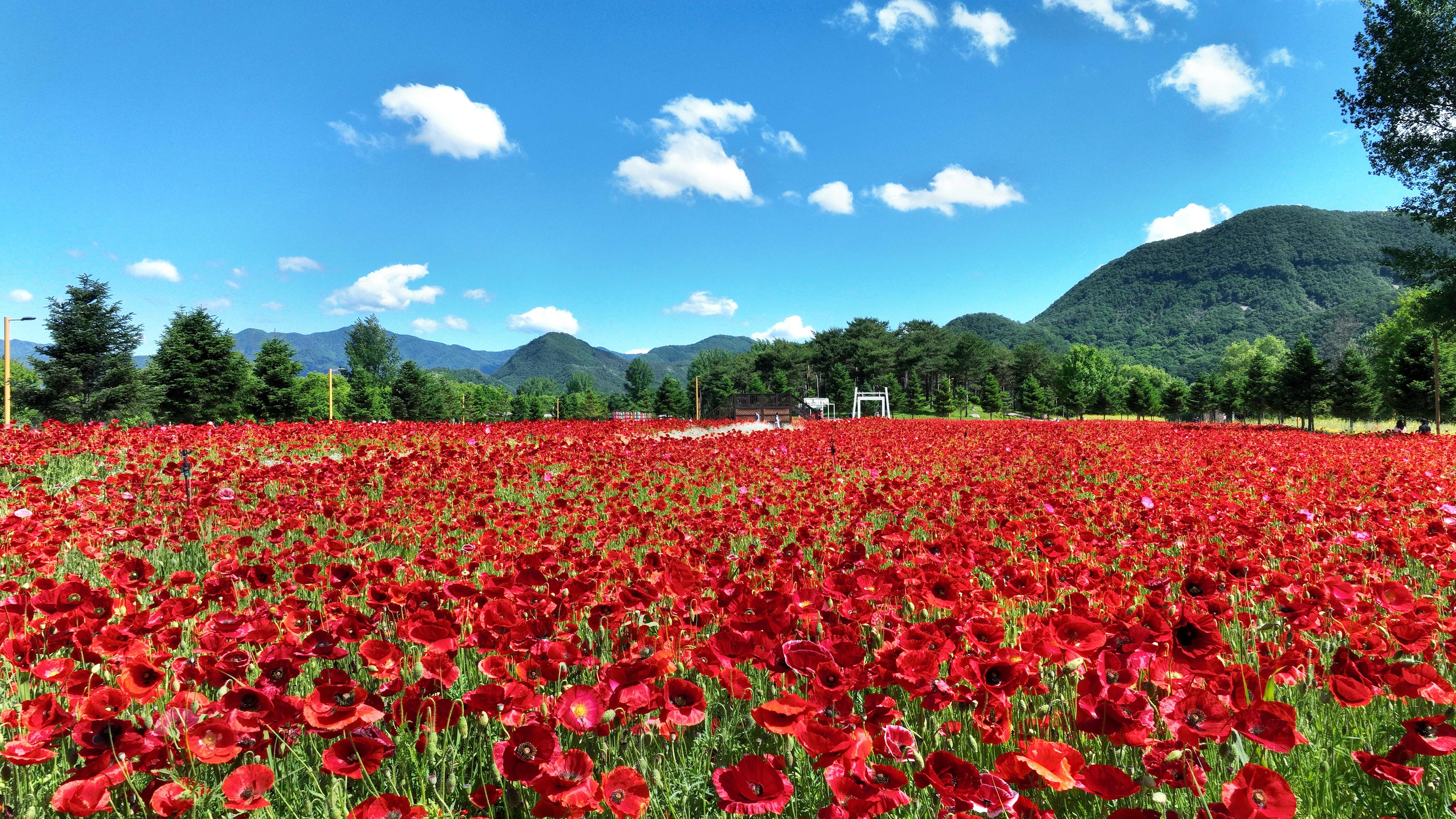 Nami island/Jarasum Flower Festival/Rail Bike/Alpaca World Day Tour