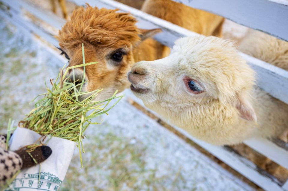 這裡是非常受歡迎的家庭旅遊景點，園區規劃了許多活動，讓遊客能親近大自然與動物。