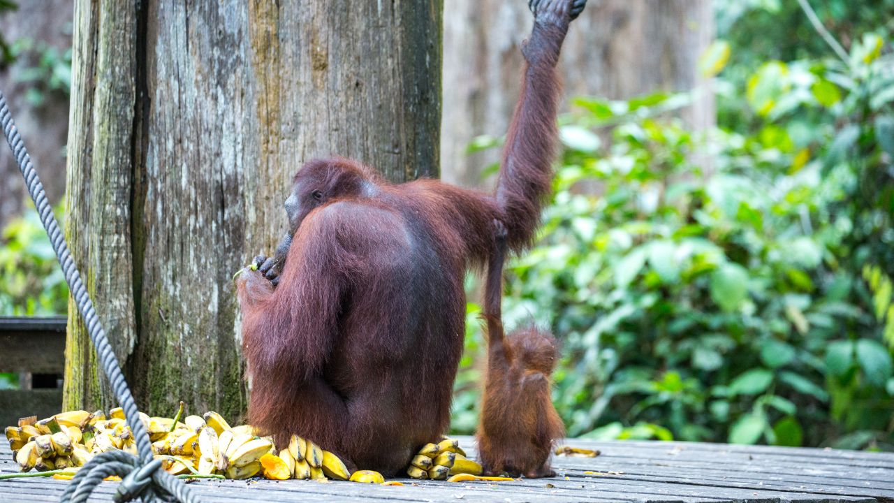 Oranutan eaiting banana at the platform