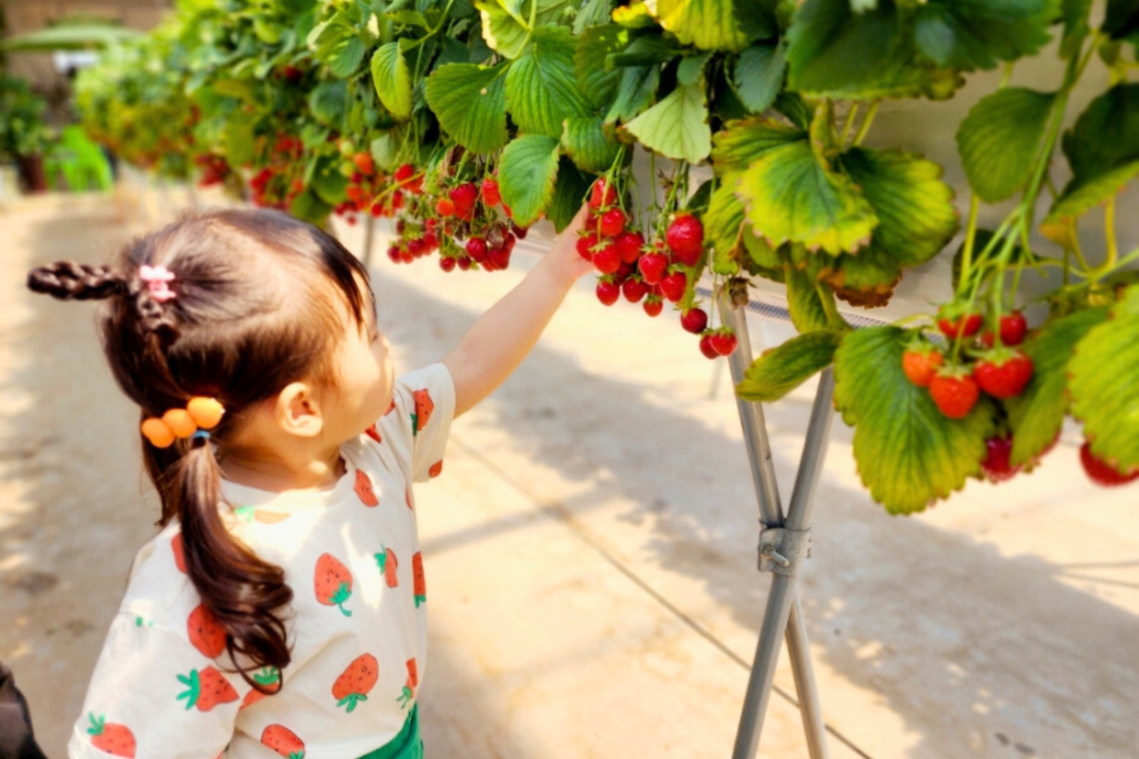 草莓採摘是全家人一起享受的絕佳活動，讓父母與孩子體驗農耕樂趣，並留下美好的家庭回憶。