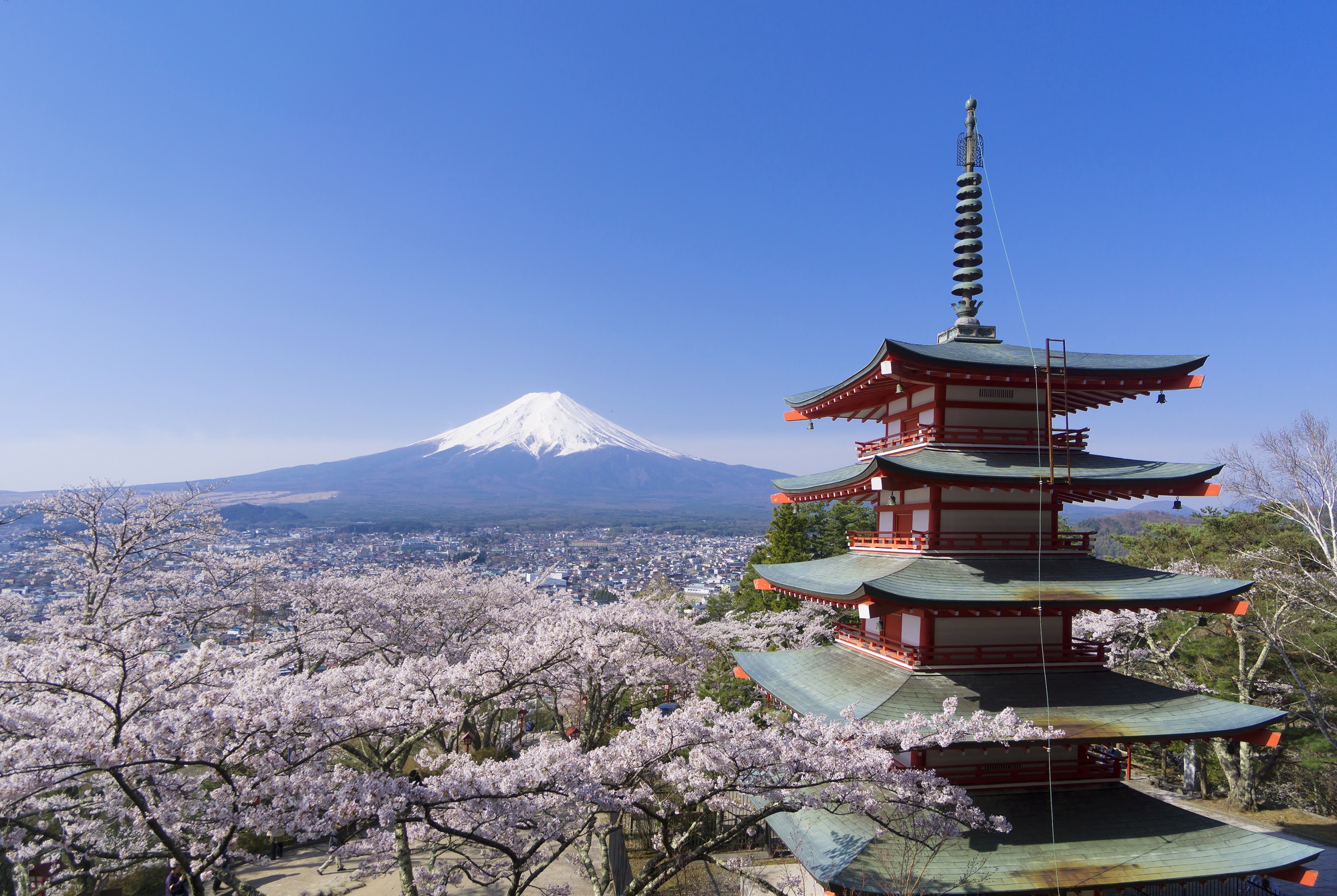 新倉山公園 ＆ 當季水果採摘 ＆ 富士山 ＆ 河口湖櫻花祭一日遊｜新宿出發