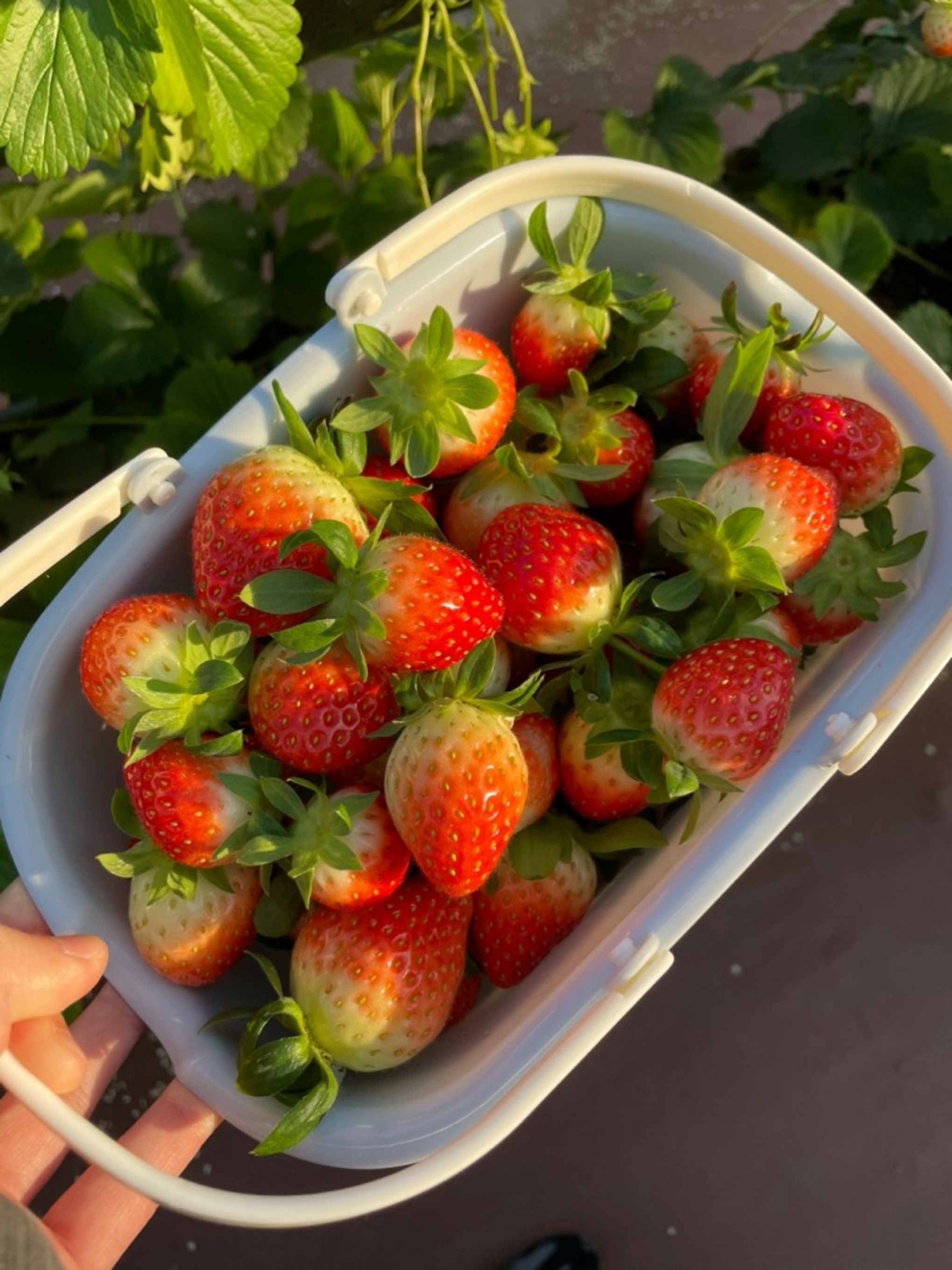 The Strawberry Shan Onlyfans Experience - vcd6wc9