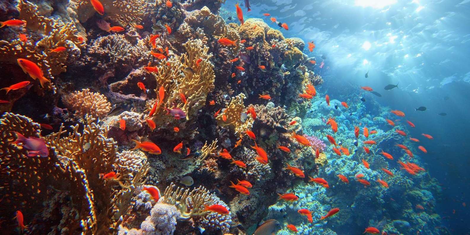 懷特島 & 拉斯·穆罕默德之旅（沙姆沙伊赫出發）