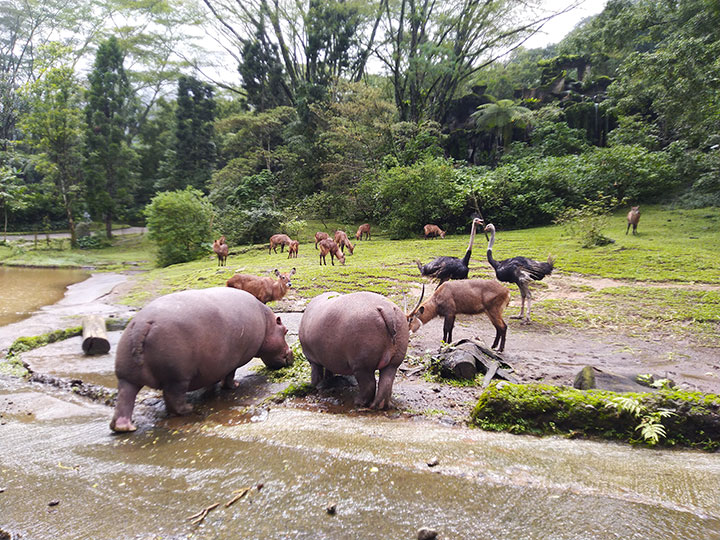 Safari Park Bogor and Heha Cafe Waterfall Day Tour from Jakarta