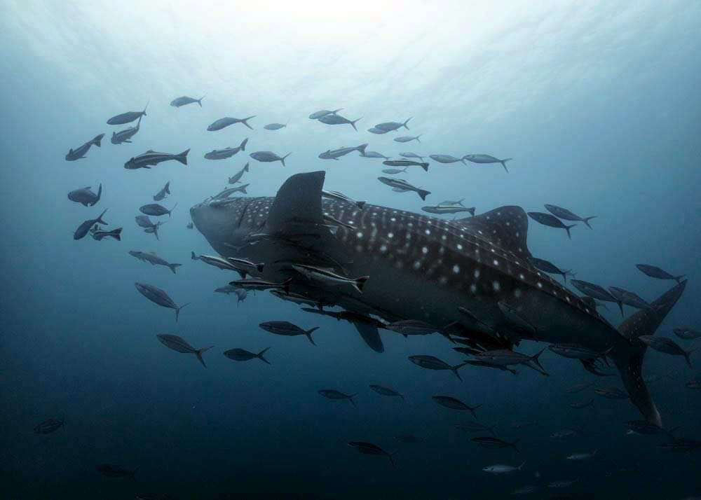 皮皮島 / 鯊魚角潛水體驗（PADI五星級潛水中心）