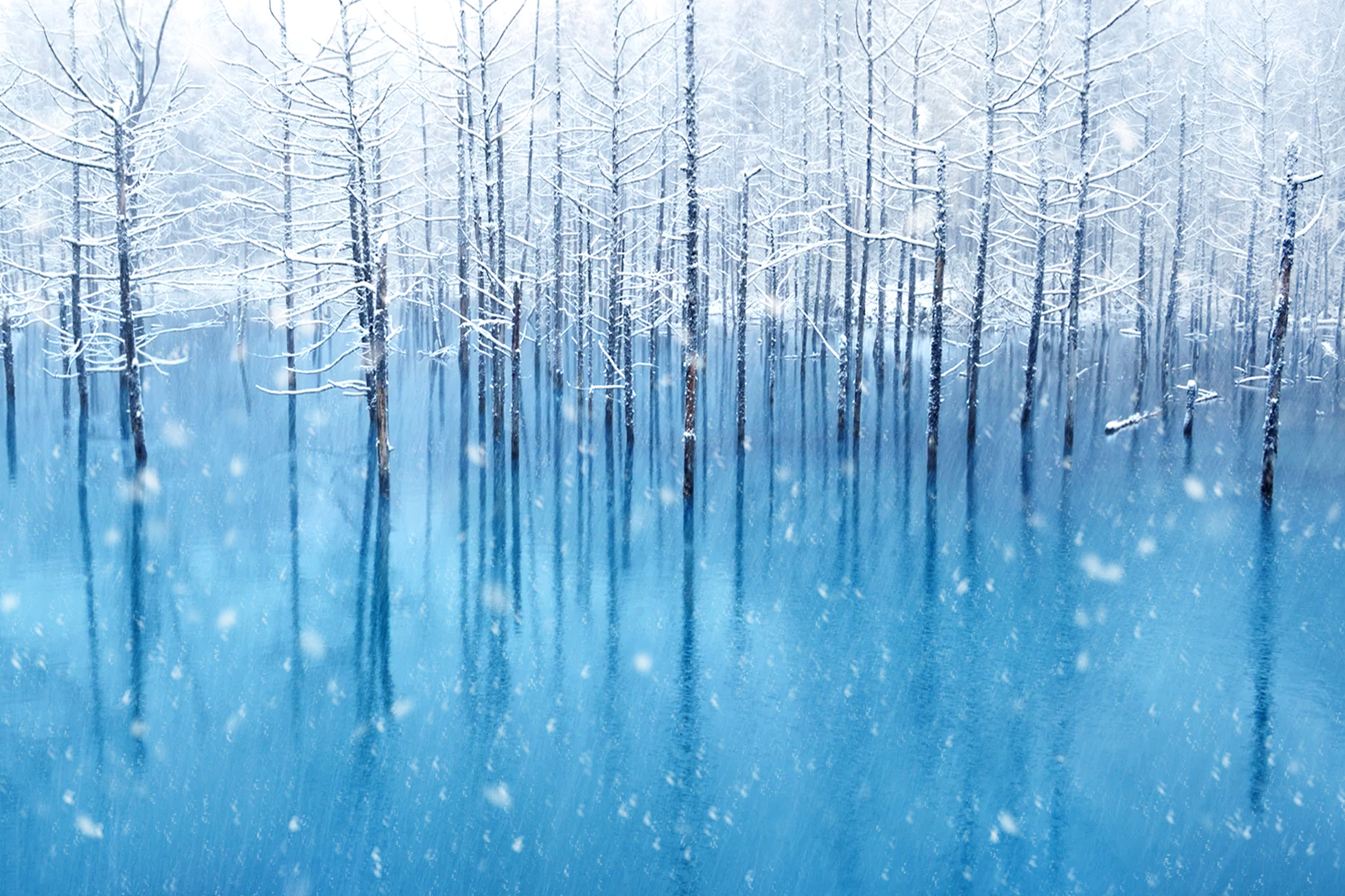 美瑛青池(白金青池):北海道的知名觀光地,池水在低溫下逐漸結冰,形成如鏡面般的冰面。感受冰雪覆蓋的靜謐之美。 美瑛青池(白金青池):北海道的知名觀光地,池水在低溫下逐漸結冰,形成如鏡面般的冰面。感受冰雪覆蓋的靜謐之美。