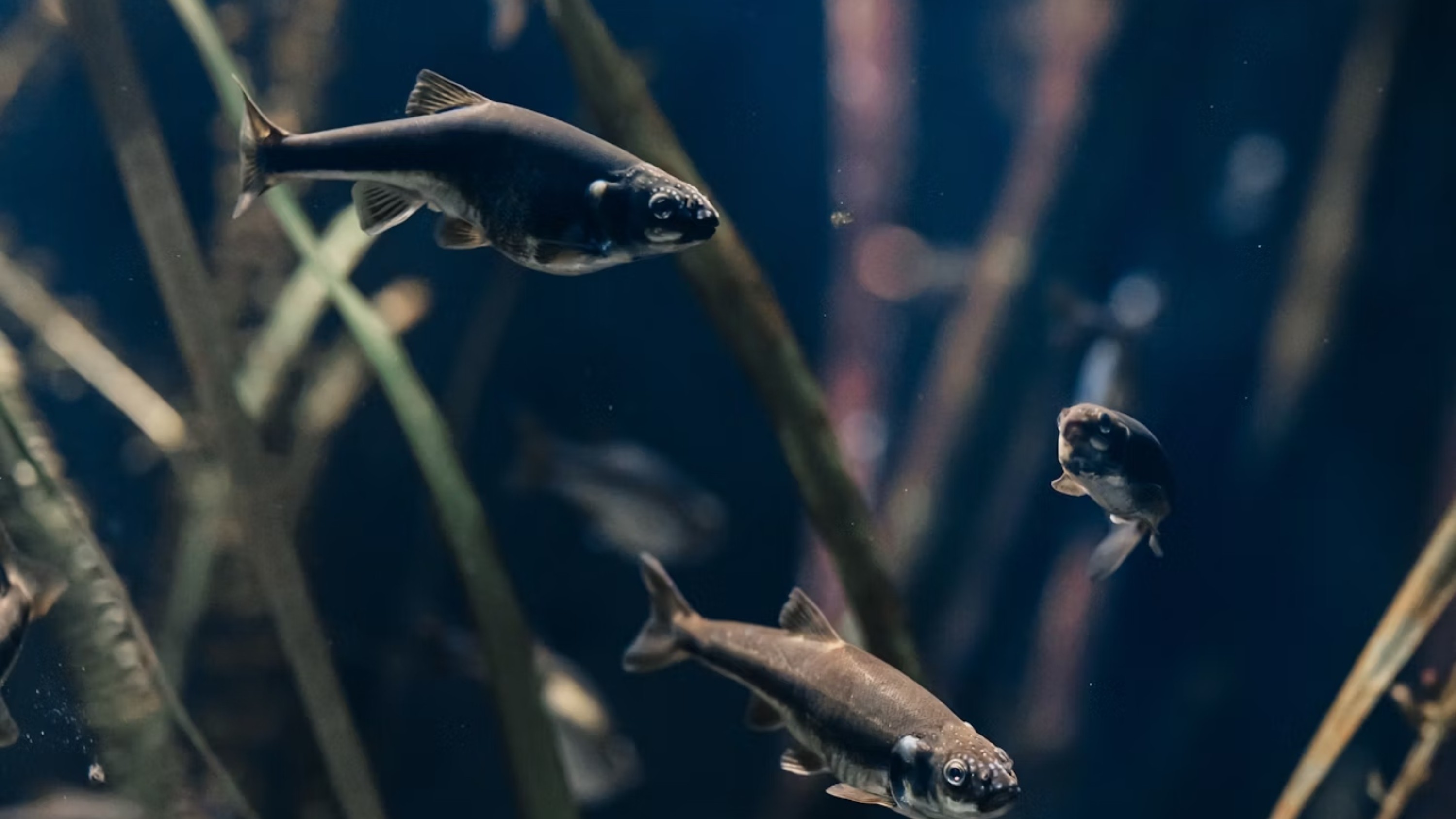 里昂水族館 (Aquarium of Lyon) 門票