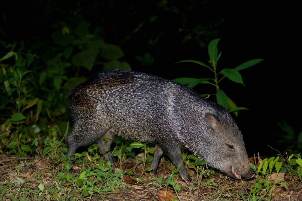Manu Biosphere Reserve and Macaw Clay Lick 8 Days