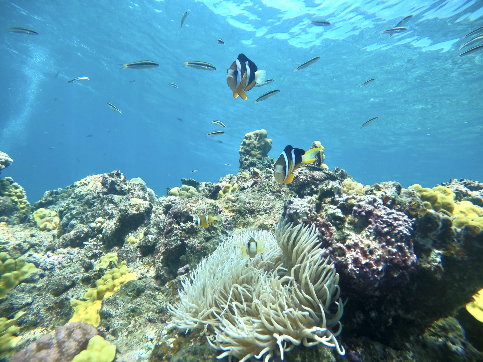 慶良間群島浮潛體驗（那霸出發）