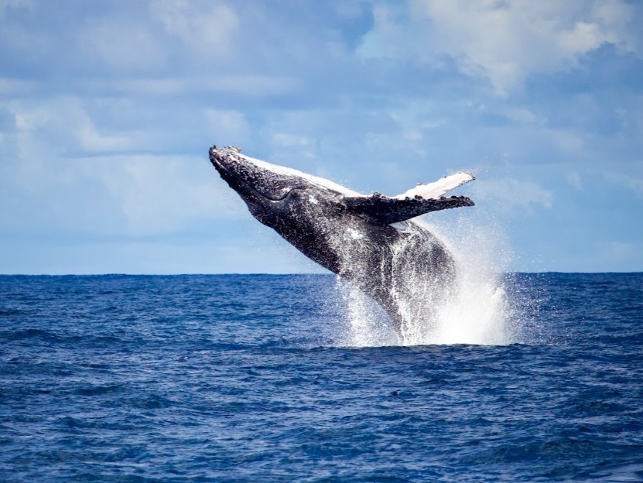 Whale Watching in Rio de Janeiro