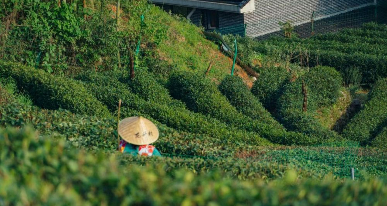 Hangzhou Tea Museum Half-Day Experience (Includes Citrus Tea Making)