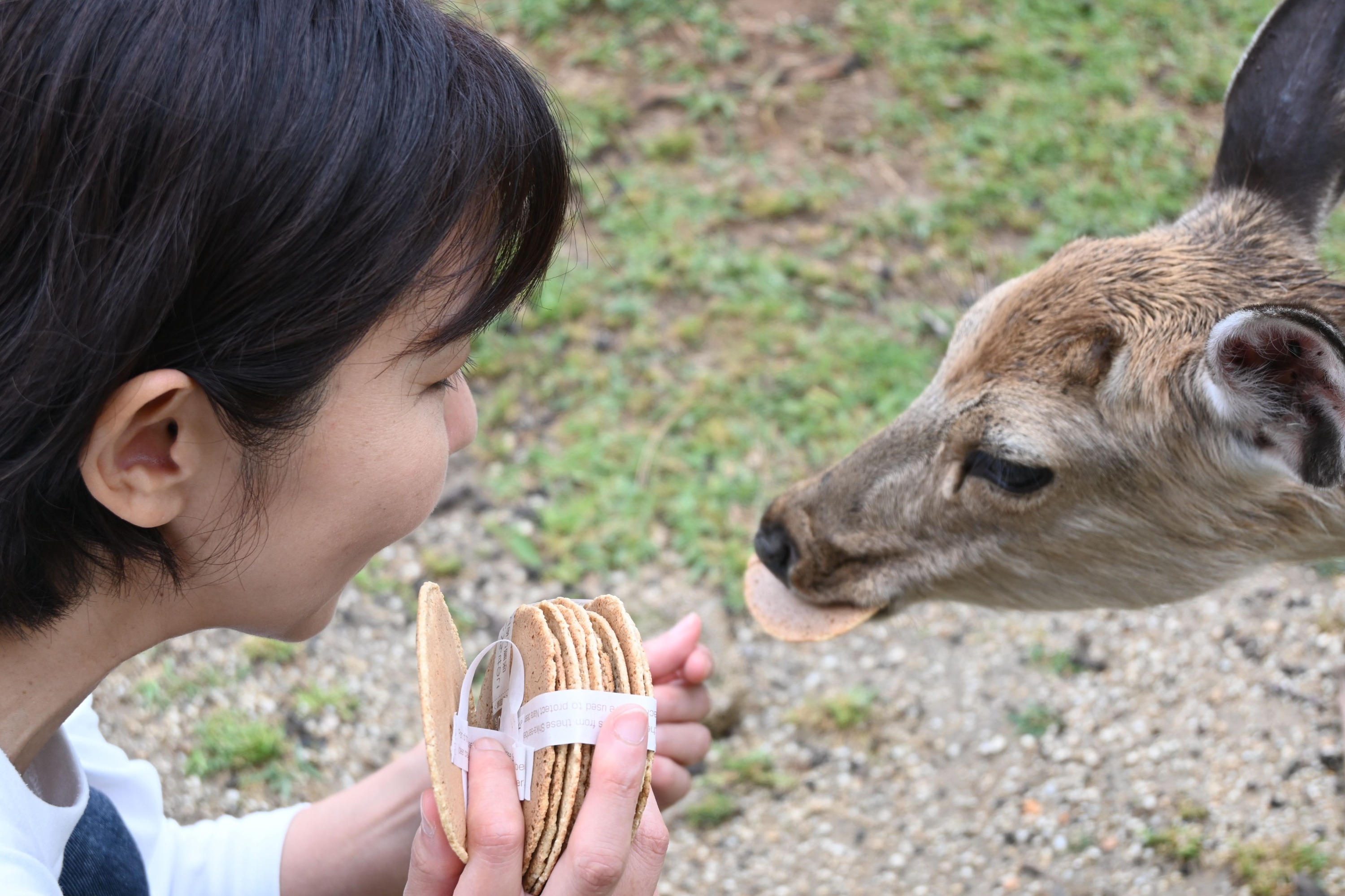 英語導遊觀光巴士“奈良公園完美之旅”