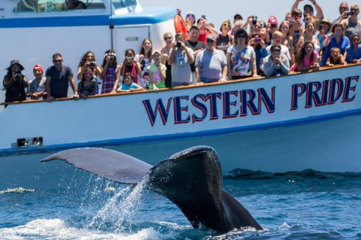 Davey's Locker Whale Watching Cruises in Los Angeles