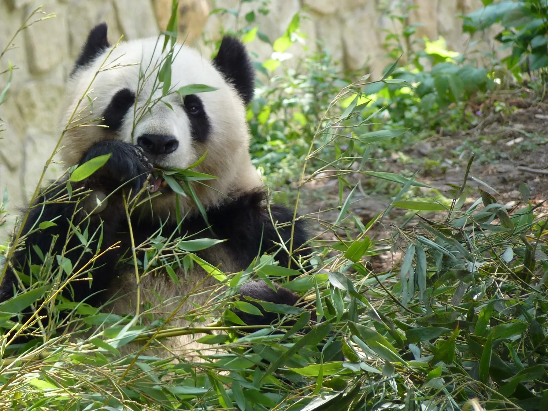  Private Guided Tour:Temple of Heaven, Panda House and Summer Palace