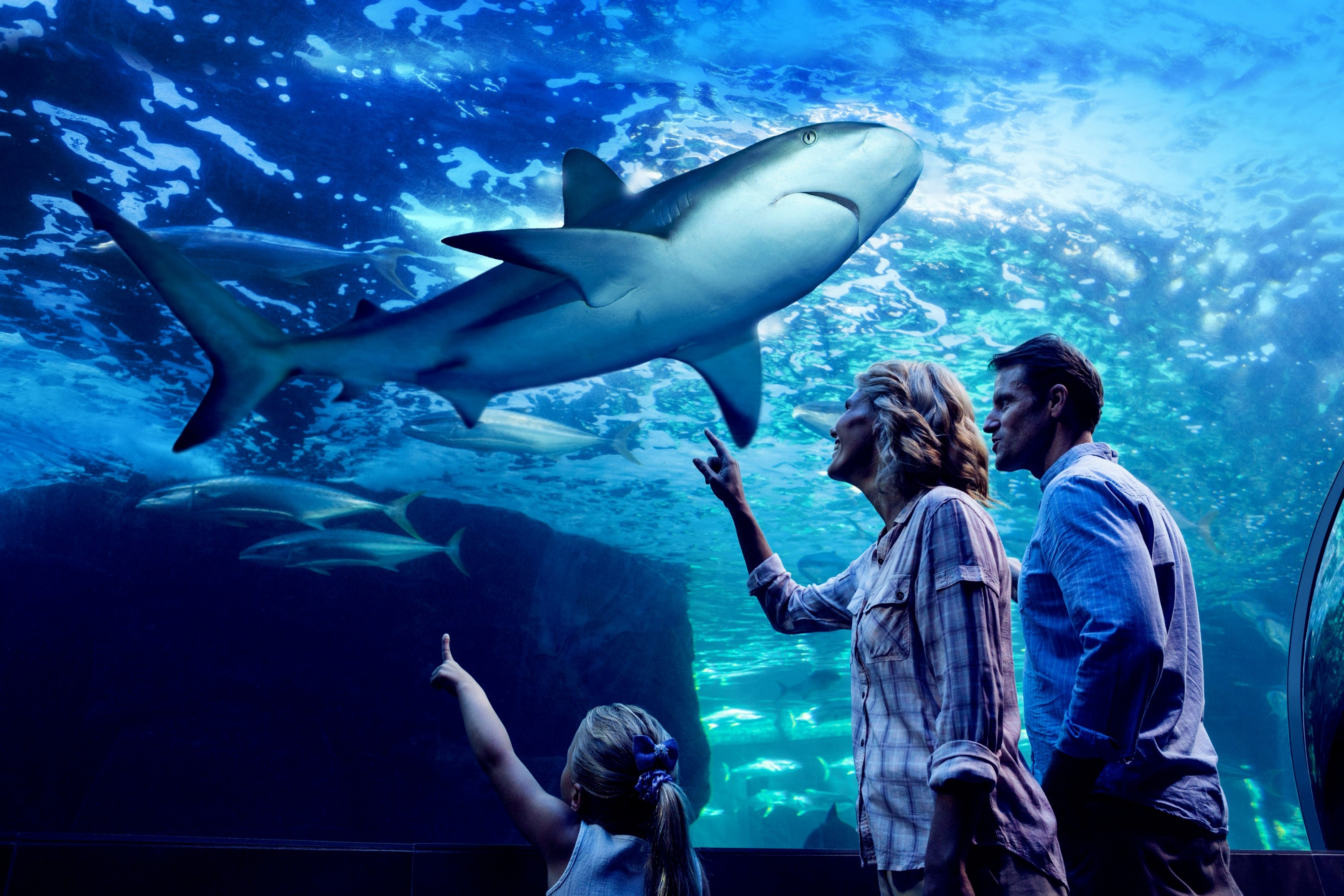 海龜康復之旅 & 凱恩斯水族館門票