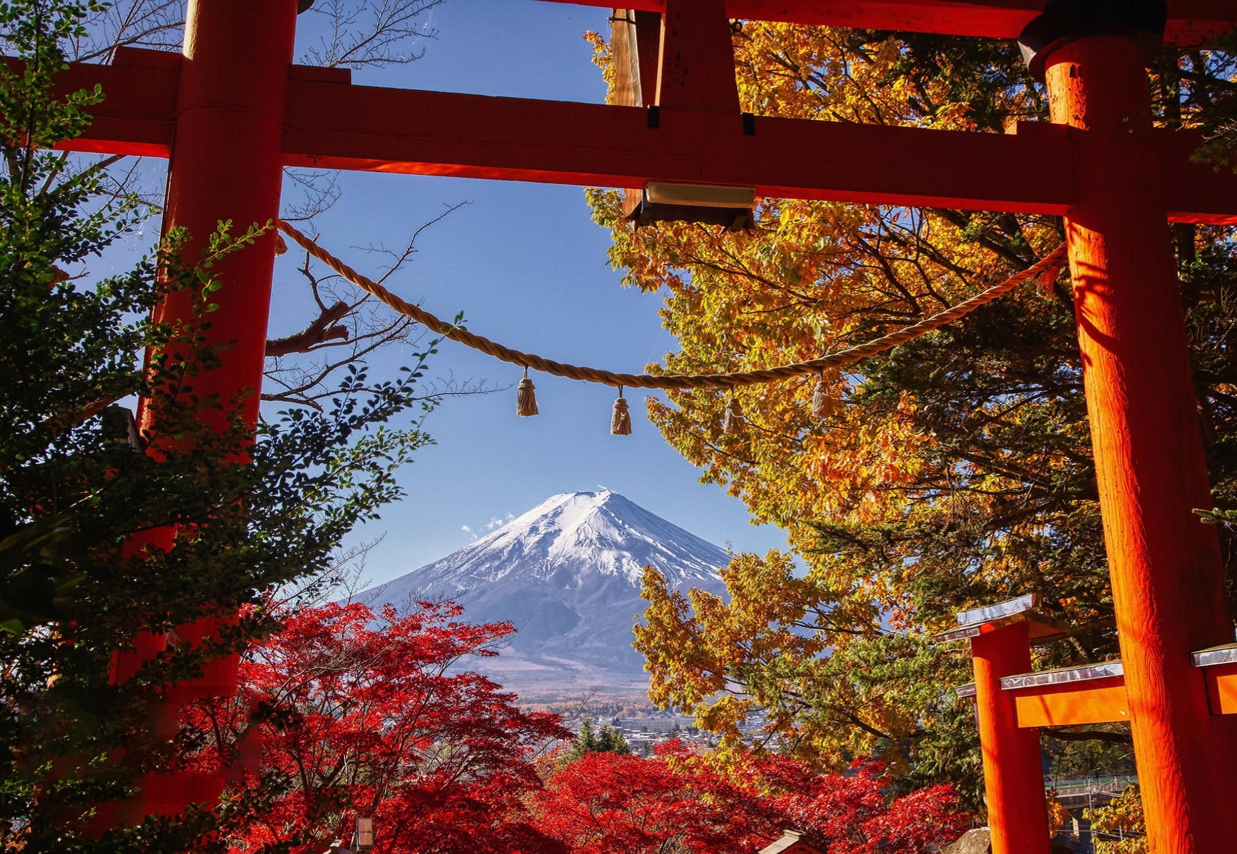 富士山與紅鳥居同框的場景~