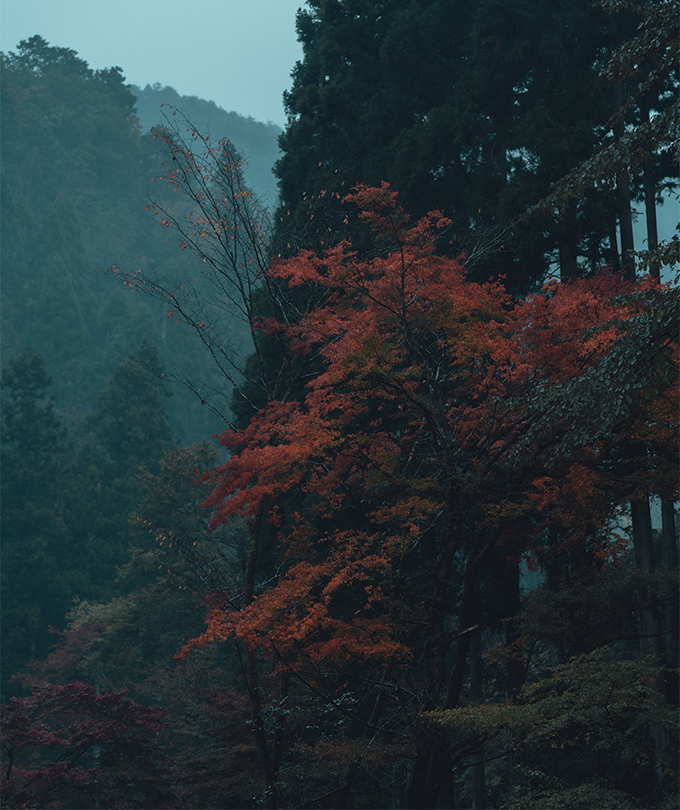 紅葉季｜京都東福寺＆伏見稻荷大社＆貴船神社賞楓一日遊｜4~13人精品小團