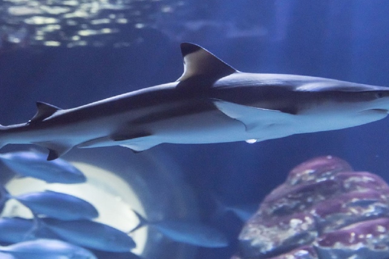 法國水族館門票