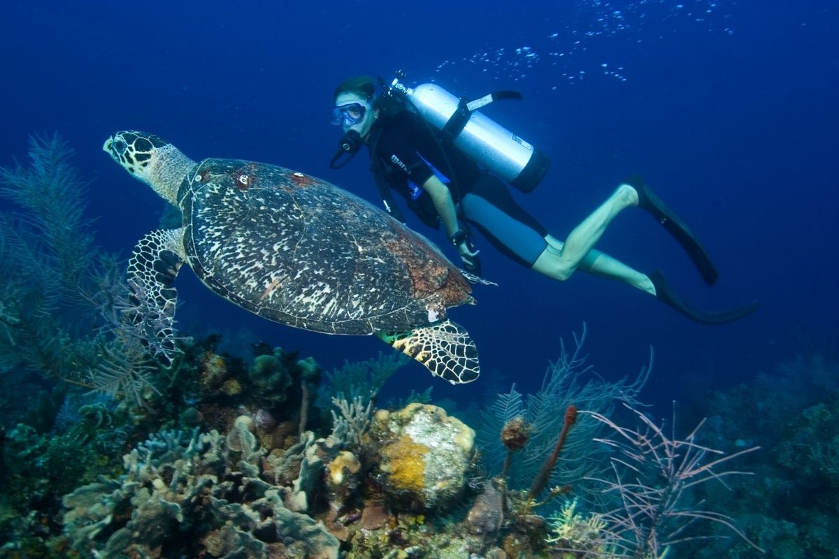 Scuba Diving in Fethiye with BBQ Lunch & Roundtrip Transfer 