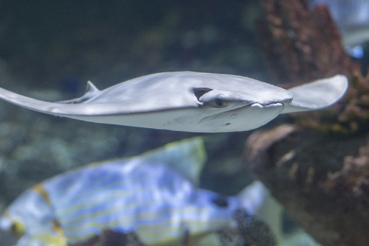 法國水族館門票